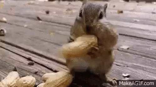 Nuts Big GIF - Nuts Big Stuffing GIFs