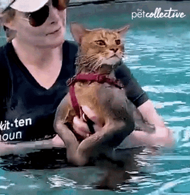 Swimming The Pet Collective GIF - Swimming The Pet Collective Taking A Bath GIFs
