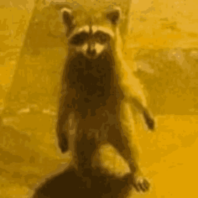 a raccoon standing on its hind legs on a yellow background .