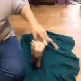 a person is playing with a cat on a green towel on the floor .