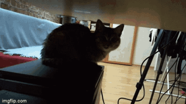 a cat sitting on top of a black box with imgflip.com written on the bottom right