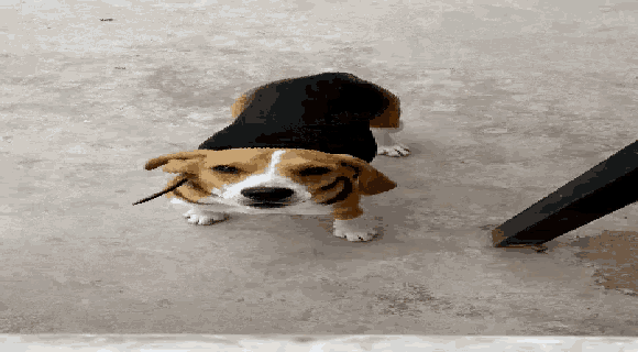 a brown and white dog wearing a black sweater is standing on its hind legs