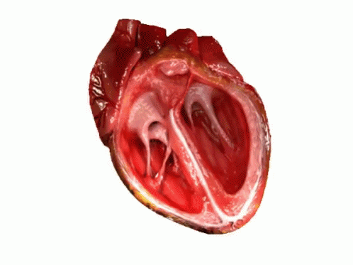 Beating Heart Veins GIF - Beating Heart Veins Heart GIFs