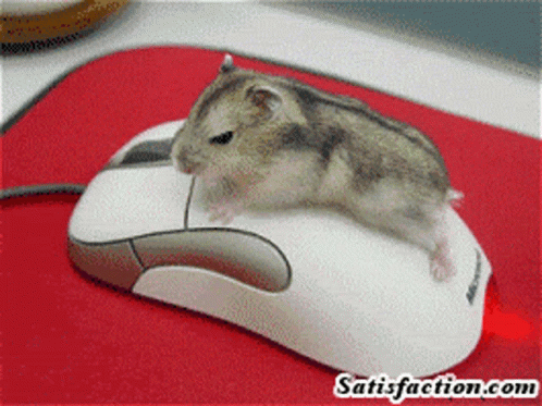 فار Mouse GIF - فار Mouse Hamster GIFs