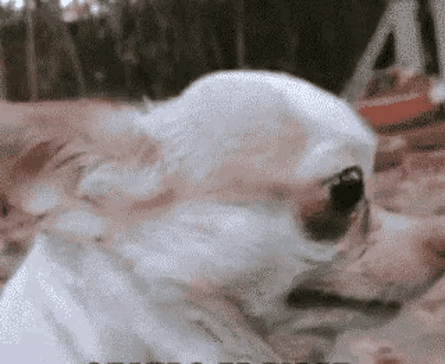 Dame Perro GIF - Dame Perro Dog GIFs