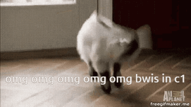 a cat is walking on a wooden floor with the words " omg omg omg omg bwis in c1 " on the bottom