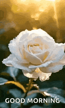a white rose with water drops on it and the words `` good morning '' .