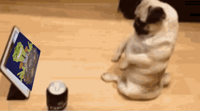 a pug dog is looking at a tablet screen with a green frog on it