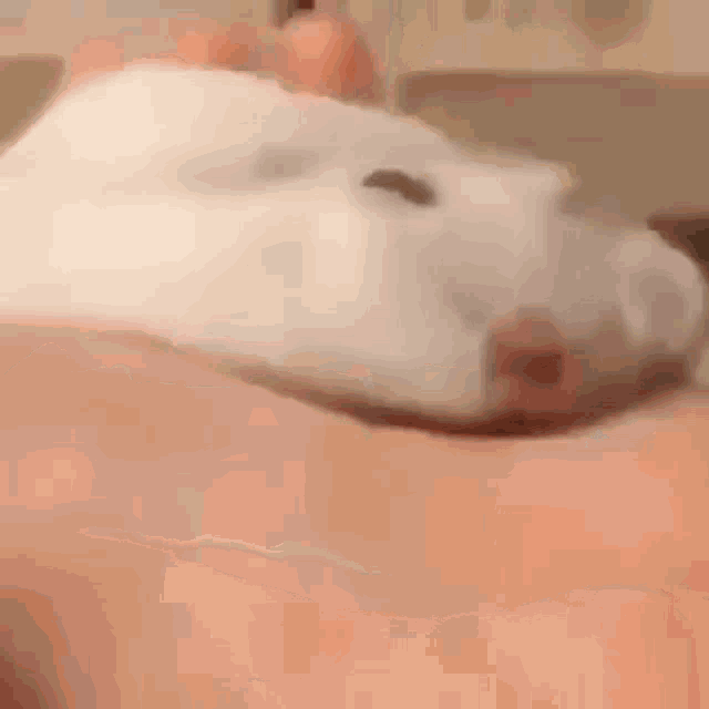 a person is holding a small hamster in their hands .