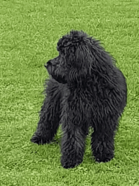 a black dog is standing in the grass and looking at the camera