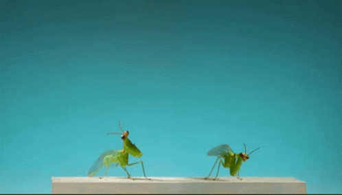 Mantis Jumping Insect GIF - Mantis Jumping Insect Jumping Bug GIFs