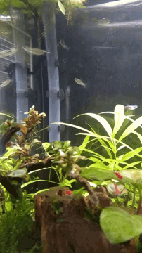 a fish tank with lots of plants and a few fish