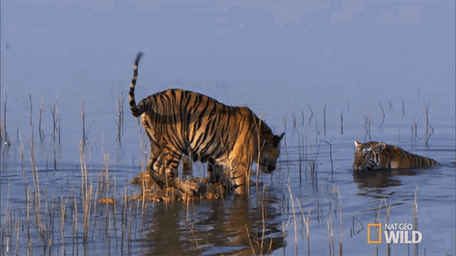 Playing Around Cubs Will Be Cubs GIF - Playing Around Cubs Will Be Cubs Secret Life Of Tigers GIFs