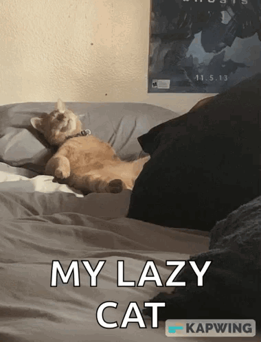 Lazycat Lazy Cat GIF - Lazycat Lazy Cat Food Coma GIFs