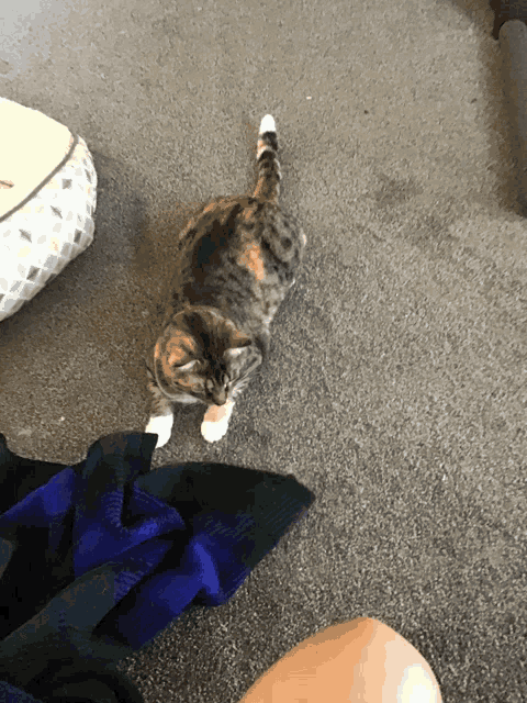 a calico cat standing on a carpet next to a person 's leg