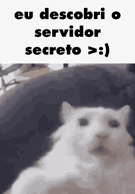 Servidor Secreto Gato GIF - Servidor Secreto Gato Cat GIFs