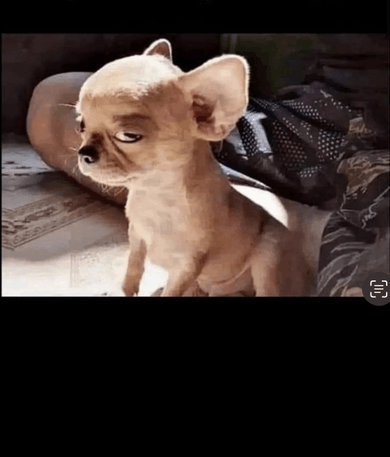 a small brown chihuahua dog is sitting on a couch looking at the camera .