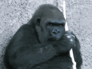 a gorilla holds a stick in its hand and looks at the camera