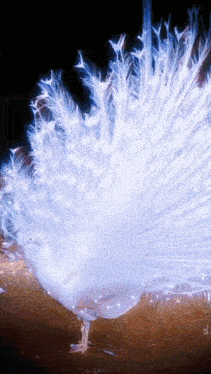 a white peacock with its tail feathers spread out