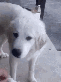 a white dog is standing next to a person on a sidewalk .