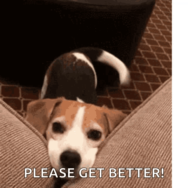 a brown and white dog laying on a couch with the words please get better