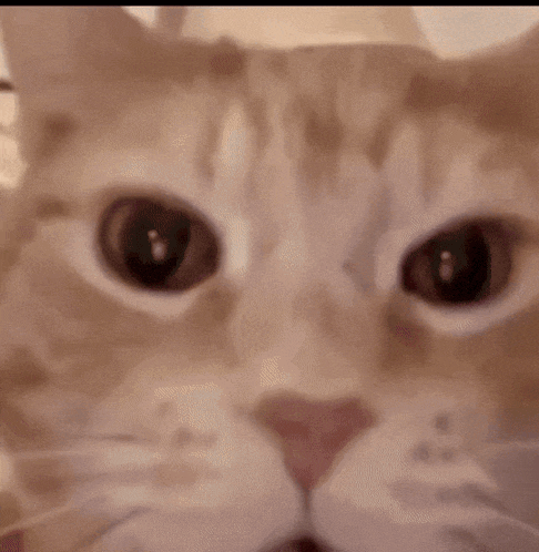a close up of a cat 's face looking at the camera