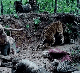 a tiger is standing next to a group of people laying on the ground .