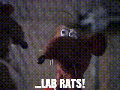 Lab Rats Rizzo GIF - Lab Rats Rizzo Muppets GIFs