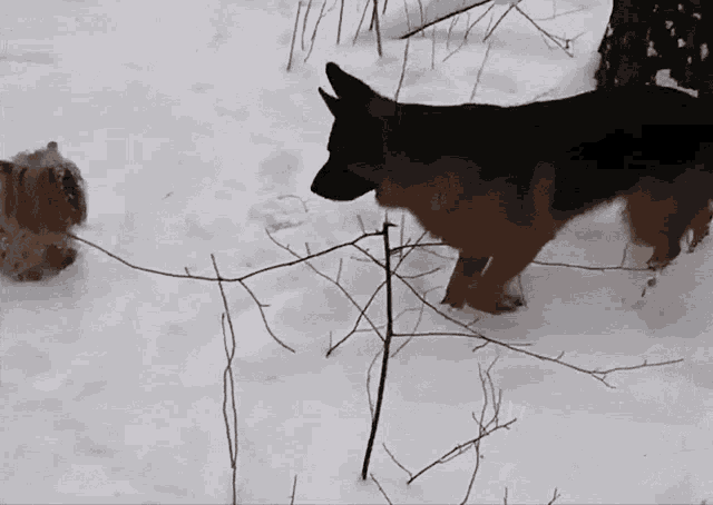 two german shepherds are playing in the snow with a cat