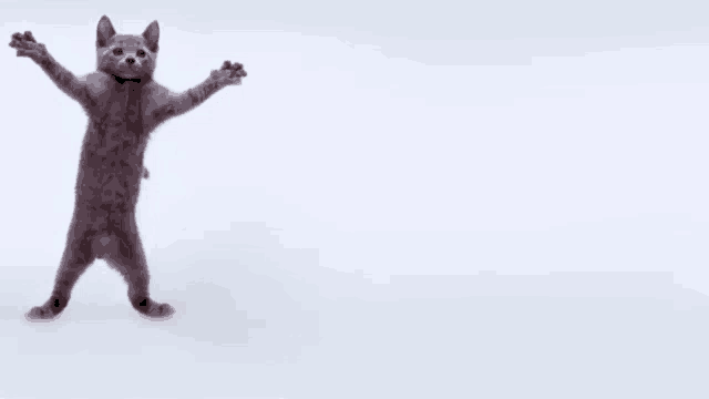 a gray cat is standing on its hind legs with its arms outstretched on a white background .