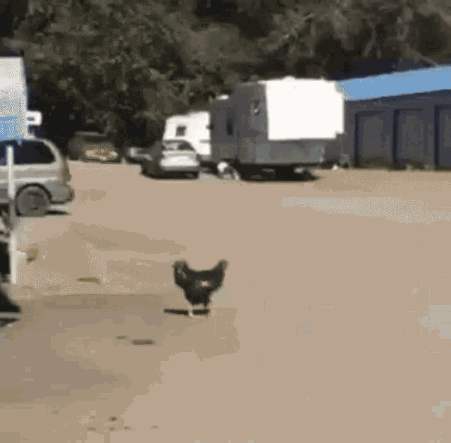Chicken Walking GIF