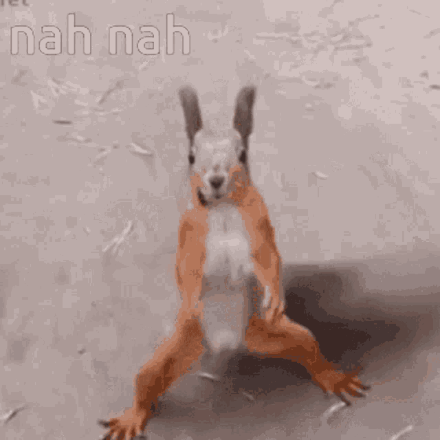 Squirrel Dancing Cute GIF - Squirrel Dancing Cute Funny Animals GIFs