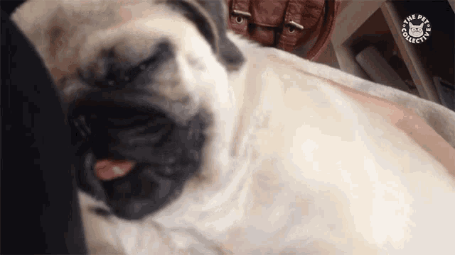 a pug dog is laying on a blanket with its tongue out and a logo for the pets collection