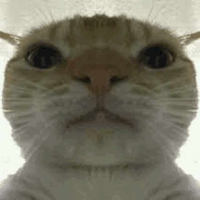 a close up of a cat 's face looking at the camera on a white background .