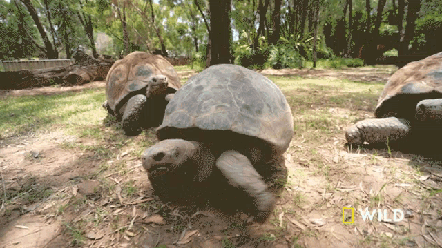 Leading The Race National Geographic GIF - Leading The Race National Geographic The Largest Turtle Species GIFs