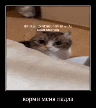 a cat is peeking out from under a blanket and says good morning in another language .