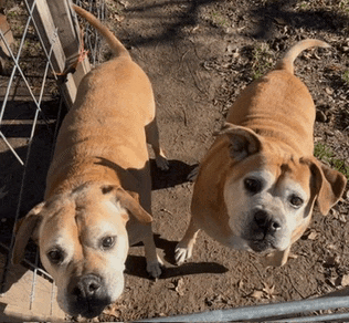 two brown dogs standing next to each other looking up