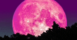 a pink full moon is rising in the night sky over a forest .
