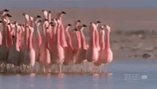 Flamingo Flamingos GIF - Flamingo Flamingos Sorority GIFs
