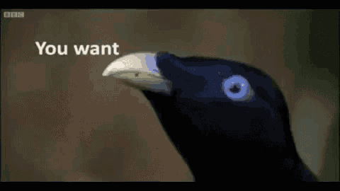 a close up of a bird with the words " you want " on the bottom