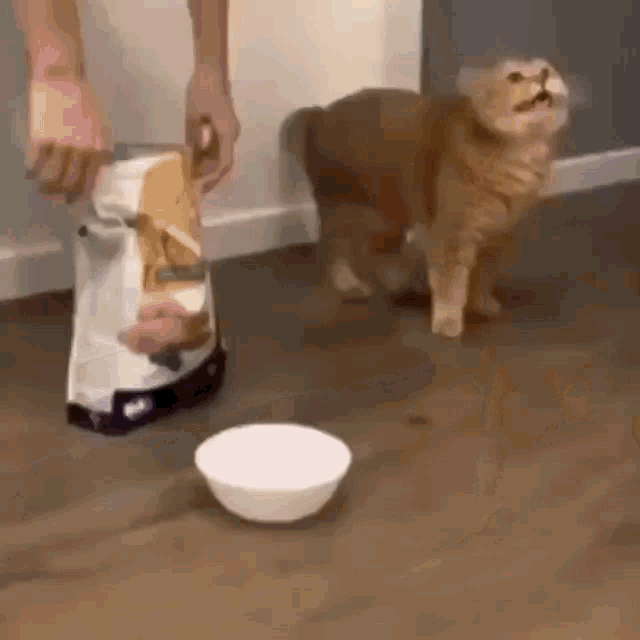 Cat Cat Food GIF - Cat Cat Food Fear GIFs