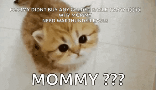 a kitten is looking up at the camera with a caption that says mommy did n't buy any golden eagle today