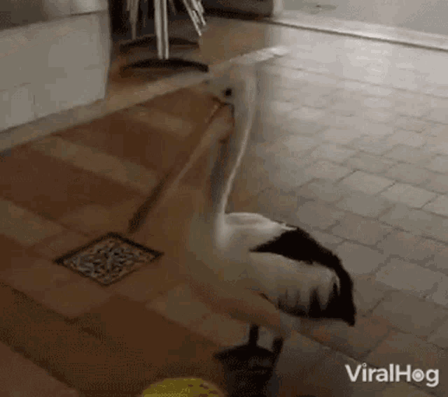 a pelican is standing on a brick floor with its beak open ..