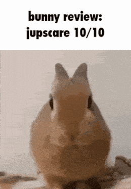 a picture of a bunny with the caption " bunny review : iupscare 10/10 "