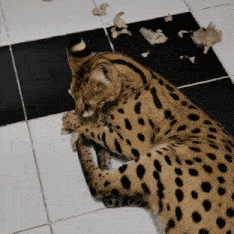 a cat with black spots is laying on a checkered tiled floor