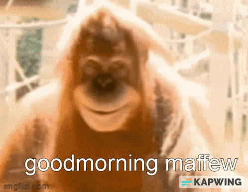 a picture of a monkey with the words good morning maffew written on it