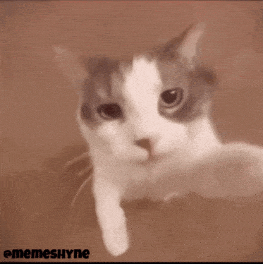 Cat Kiss Meme GIF - Cat Kiss Cat Meme GIFs