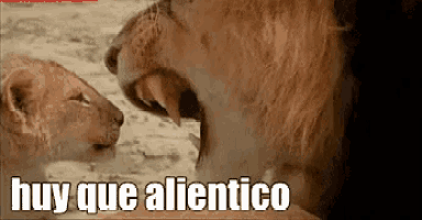 a lion and a lioness are looking at each other and the caption says huy que alientico