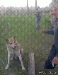 Handshake Dog GIF - Handshake Dog GIFs