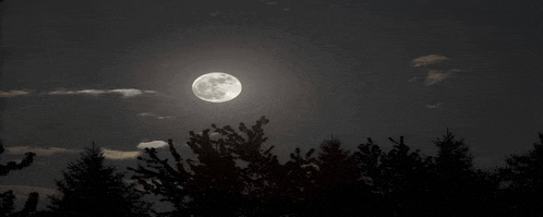 a full moon is shining brightly in the night sky above trees